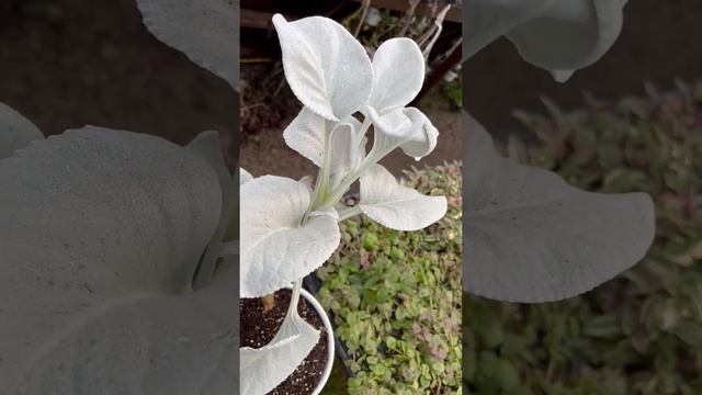 New House Plant: Angel Wings