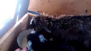 Новорожденные козлята, первое кормление.