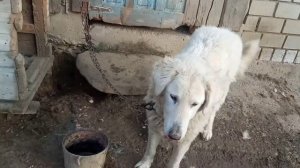Dog Hungarian Kuvasz.