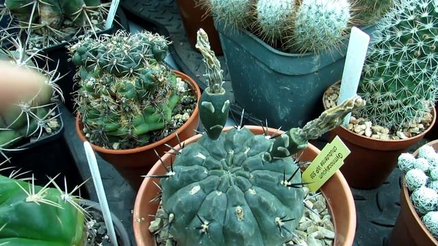 Gymnocalycium saglionis Cactus in Flower & update on Gymnocalyciums in the Polytunnel смотреть онлайн