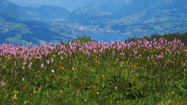 Псалтирь Кафизма 8 псалмы Давида с 55 по 63.mp4 смотреть онлайн