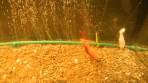 Плавающая резина Provokator