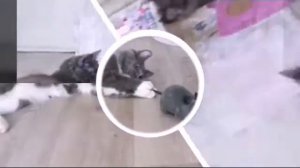 Реакция Меджик Петс на крысу 🐁🐶🐱🔮(фан Ани Меджик)
