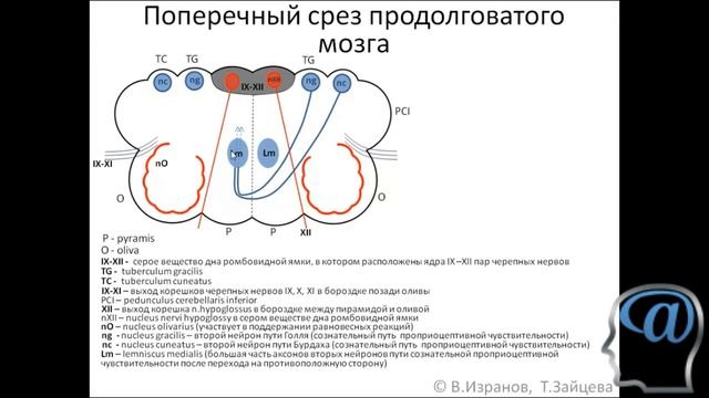 Поперечный срез продолговатого мозга. Лекция. Анатомия головного мозга
