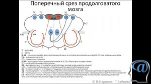 Поперечный срез продолговатого мозга. Лекция. Анатомия головного мозга