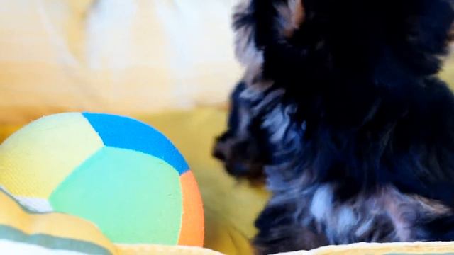 Питомник йоркширских терьеров / Малыш на продажу смотреть онлайн