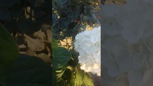 Метельчатая гортензия Краса Лескова.