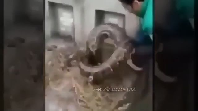 Змея в могиле смотреть онлайн