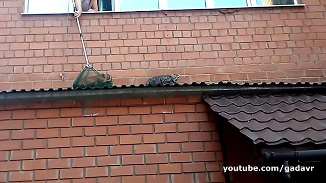 Кошатные проветриваются смотреть онлайн