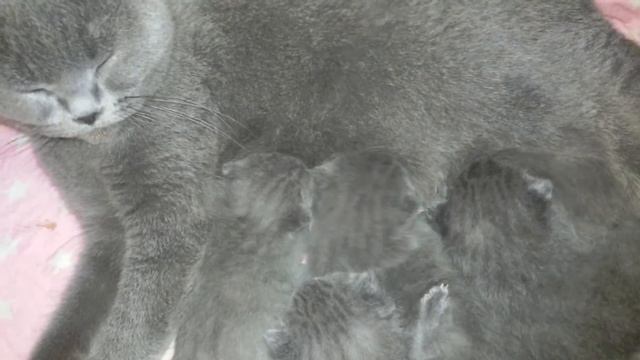 Чудесные котята сосут маму смотреть онлайн