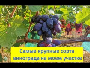 Алвика, Дубовский розовый, Оскар, Агидель. Обзор 3