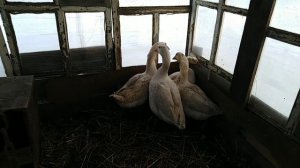 И всё таки 3 гуски и гусак. Повторное определение пола у гусей.