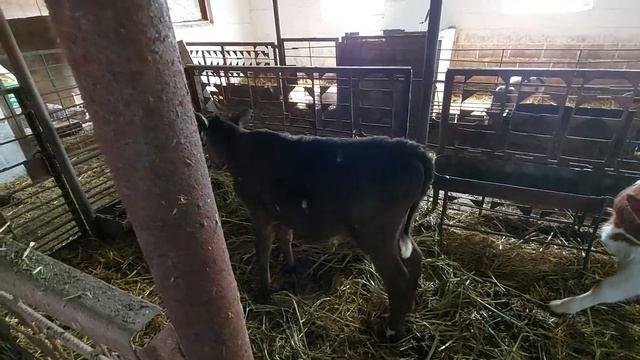 СТАРТУЕМ С ТЕЛЁНКОМ НА КОРМАХ ПУРИНА смотреть онлайн