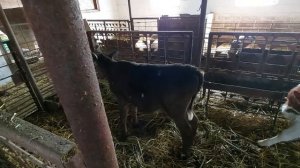 СТАРТУЕМ С ТЕЛЁНКОМ НА КОРМАХ ПУРИНА