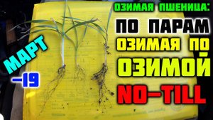 Озимая пшеница 2022. Что с озимой после -19 в марте. Состояние озимой 2022.