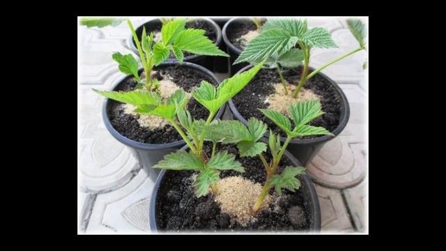 Оригинальный способ размножения и омолаживания малины