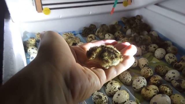 Перепелам 1 день порода Фараон и Феникс Инкубационные яйца