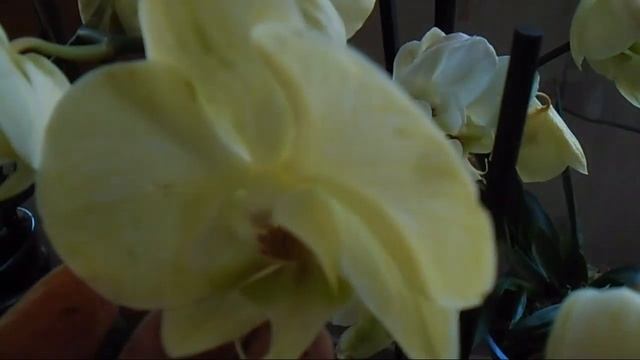 Хвастуюсь ! Орхидеи уценки и не только! смотреть онлайн