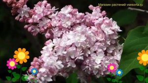 Сирень обыкновенная Монтень. Краткий обзор, описание характеристик syringa vulgaris Montaigne