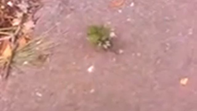 02 Успение Пресвятой Богородицы и Приснодевы Марии 2017 г. - Знамение-Богоявление (Кремль, СМИ РФ.. смотреть онлайн