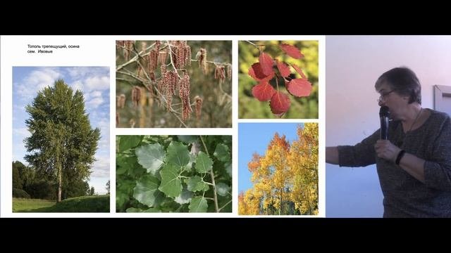 Как отличить тополь от ясеня?