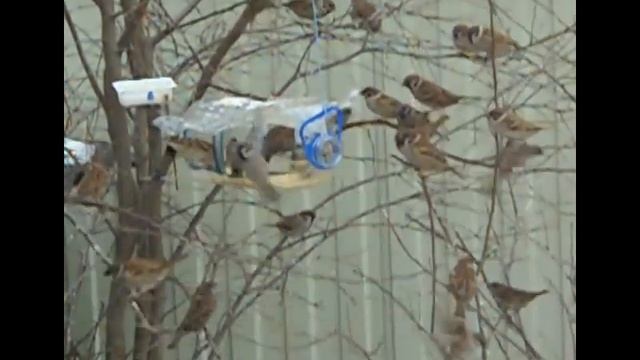 Воробьишки смотреть онлайн