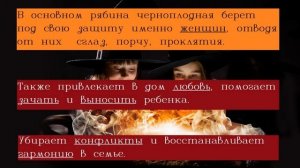Черноплодная рябина лечебные свойства и противопоказания. Магия черноплодной рябины/АРОНИЯ