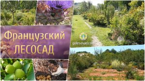 Французский лесосад!