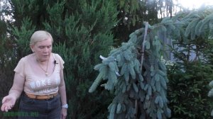 Ель - виды, уход.