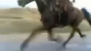 Лошадь развивает скорость около 80 км/ч.