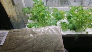 Салат Лолло Росса на гидропонике. Третья установка. (How to Grow Kratky Hydroponic Lettuce)