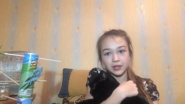 Как ладит кот с попугаем? смотреть онлайн