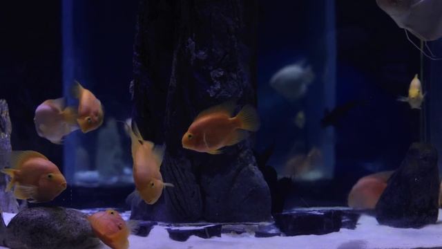 Душевная музыка для расслабления и медитации смотреть онлайн