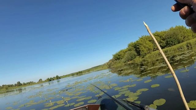 Мощные дикие КАРАСИ клюют ! смотреть онлайн