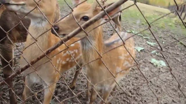 Бабушка с Мариной кормят оленей смотреть онлайн
