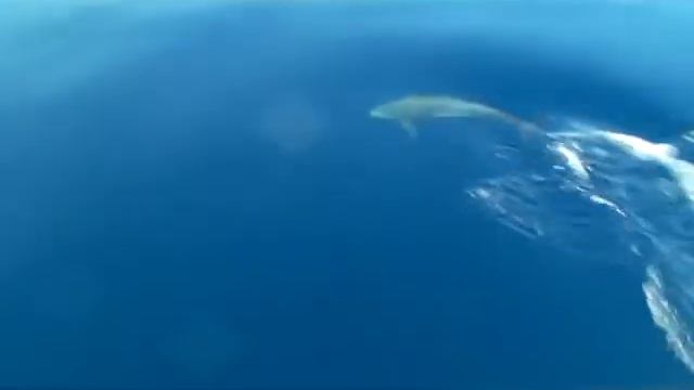 Baron Palms Resort Egypt Tiran Island dolphins on Bobos's boat trip 13th May 2010 смотреть онлайн