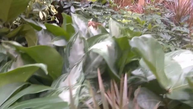 Lowe's Plant Tour смотреть онлайн