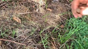 ФУНДУК в БЕЛАРУСИ. ЛУЧШИЙ СОРТ КАТАЛОНСКИЙ .КАКОЕ ЗАПОЛНЕНИЕ ЯДРА ПОЗДНИЕ ОРЕХИ  #фундук #обзор#сад