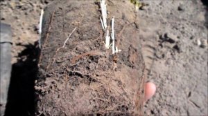 Годовалый саженец малины Дабл голд