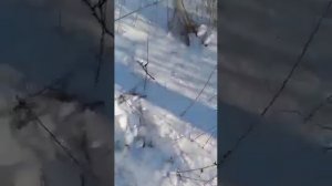 Хабаровский край Нанайский район село Маяк, ходит тигр, люди живут в страхе.