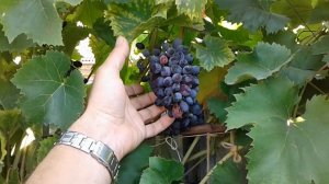 Виноград Юпитер по простому (2018)