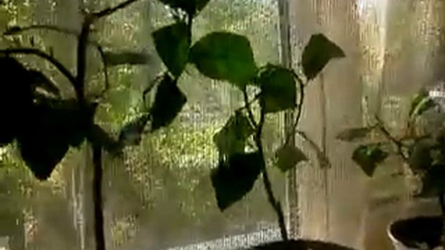 Лимоны из косточки1 ???