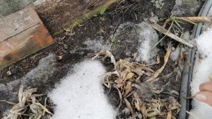 ЯНВАРСКАЯ ПОГОДА В ВОРОНЕЖСКОЙ ОБЛАСТИ. НАБУХАЮТ ПОЧКИ.