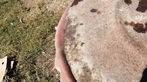 Коптим окуней в бочке200литровой. Самый упращеный вариант.