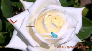 Роза чайно-гибридная Полаштерн (rose polashtern) ? обзор: как сажать, саженцы розы Полаштерн