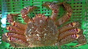 Почему они не хотят есть Миллионы Кокосовых крабов в Европе,в Японии?!