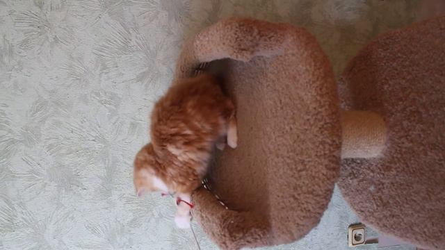 Valedzhio Alaya Roza-кошечка хайленд-страйт смотреть онлайн