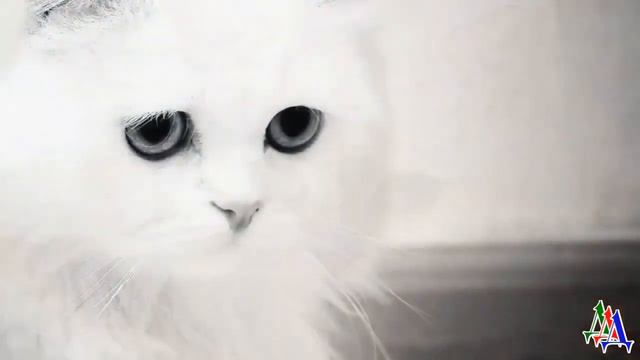 - Котинька как здорово что мы тебя забрали! - КОШКА ночевала в подъезде а по утрам она исчезала