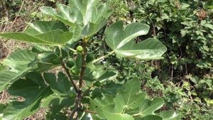 Инжир  Инчарио Белый,бреба