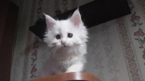 ЛИРИКУМ Ясный Месяц 1,5 месяца, котенок мейн-кун играет